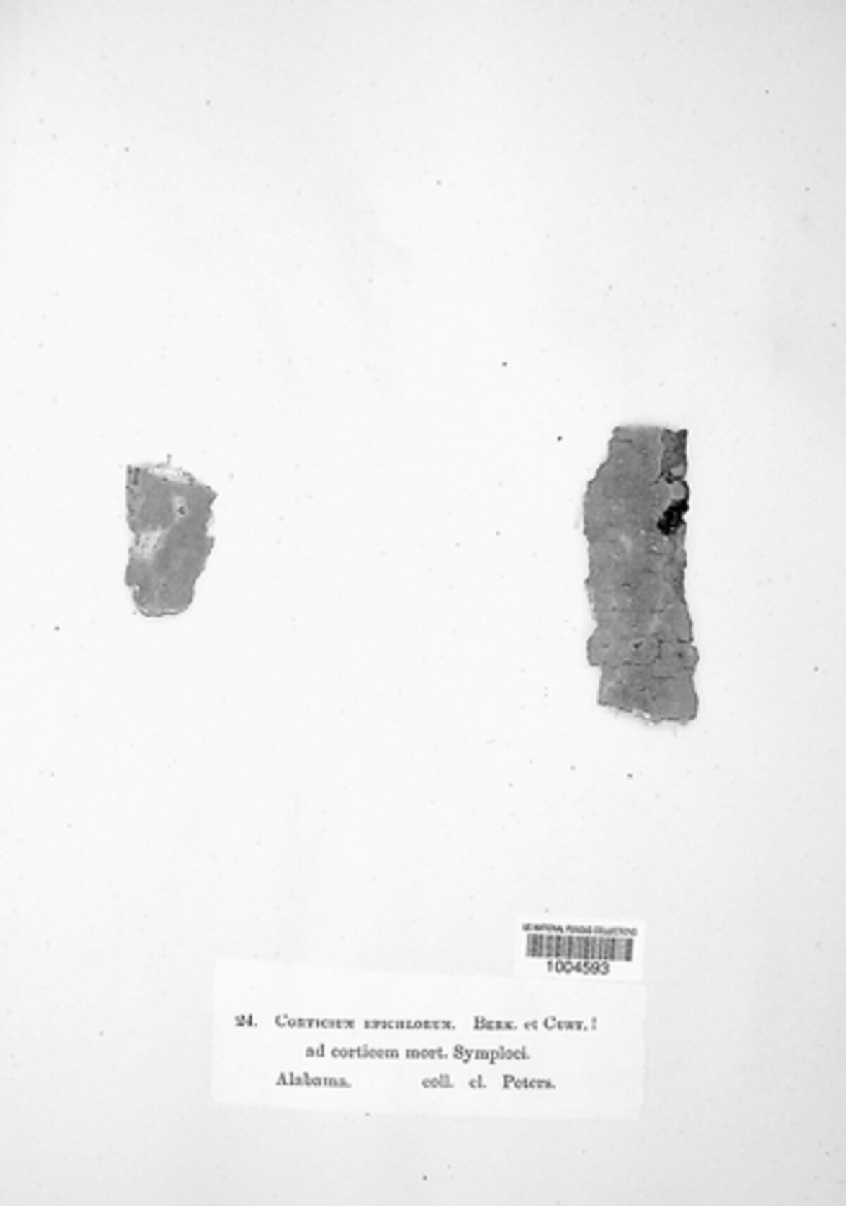 Hymenochaete epichlora image